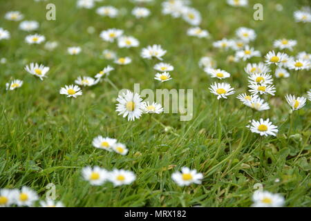 Patch of common daisies, Canons Ashby House, Northamptonshire Stock Photo