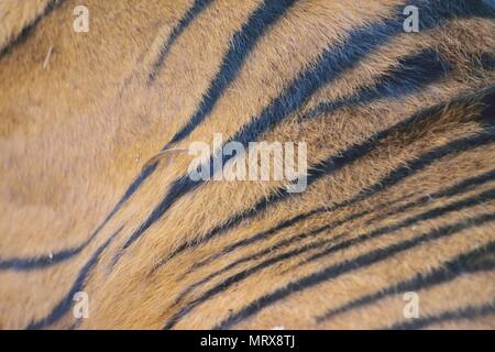 Colorful Texture of Tiger skin fur surface Stock Photo
