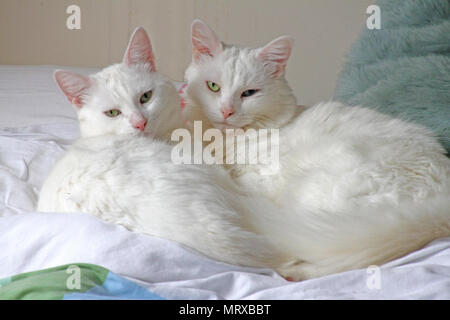 For downloads of Ziggy and Percy I'll donate a sum to the Blue Cross shelter UK Ziggy's odd-eyed with a blue and a yellow eye = feline heterochromia Stock Photo
