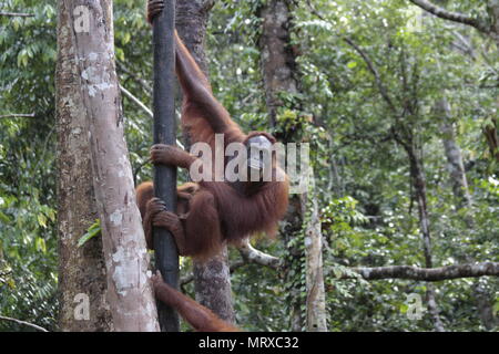 Mother and baby Orangutan Stock Photo