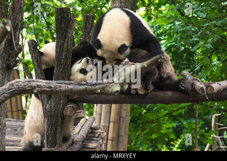 pandas live in a reserve in Chengdu. China Stock Photo