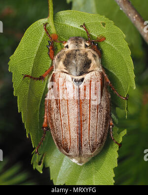 Common Cockchafer (Melolontha melolontha) resting on underside of birch leaf. Tipperary, Ireland Stock Photo