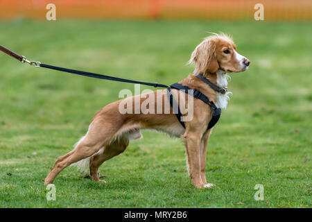 male dog harness