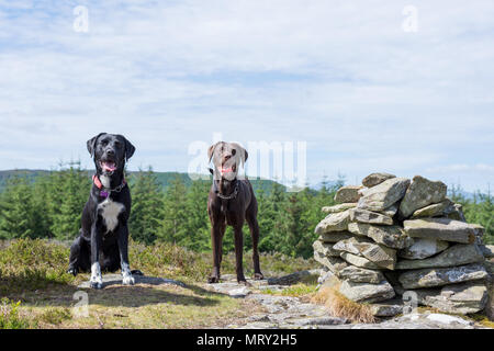 Two dogs looking towards the front, with a stone cairn to the side and evergreen trees in the background. Both dogs have open mouths showing tongues. Stock Photo