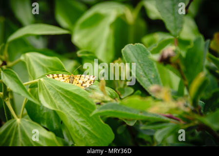 Speckled Yellow moth / butterfly hiding in a shrub Cornwall UK Stock Photo
