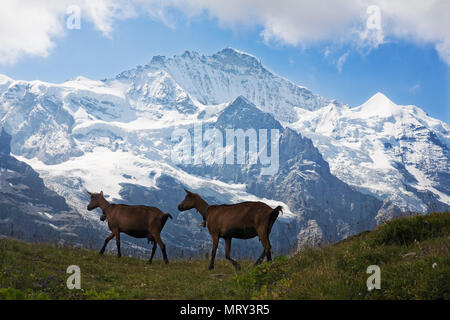 Goats on an Alpine pasture, silhouetted against the spectacular Jungfrau  towering over Kleine Scheidegg, Bernese; Oberland, Switzerland Stock Photo