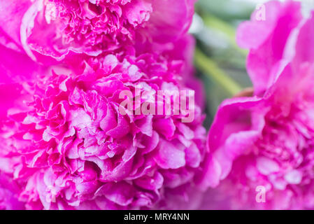 pink peony flower petals macro with water drops selective focus Stock Photo