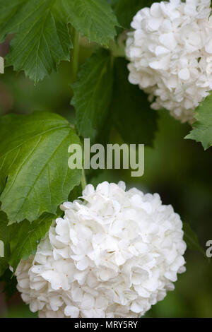 Viburnum opulus 'Roseum' or Common Snowball bush Stock Photo