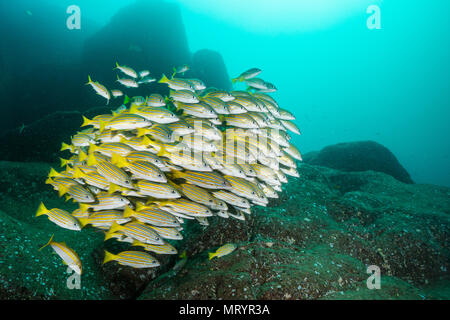 A school of blue-and-gold snapper (Lutjanus viridis) swims off of Land's End in the Cabo San Lucas Marine Park, Mexico. Stock Photo