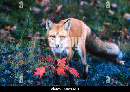Red fox (Vulpes vulpes),  Fairbank Provincial Park, Ontario Stock Photo