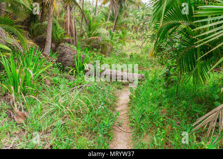 Fallen trunk on trailway in the middle of woods forest Stock Photo