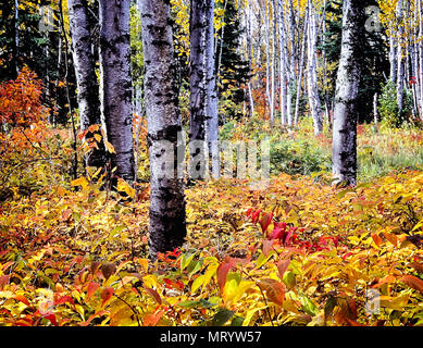 Forest underbrush changes to vibrant colors during the fall on the North shore of Lake Superior in Minnesota. Stock Photo