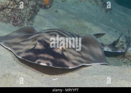 A banded guitarfish (Zapteryx exasperata) lays on the sand in the Cabo San Lucas Marine Park, Mexico. Stock Photo