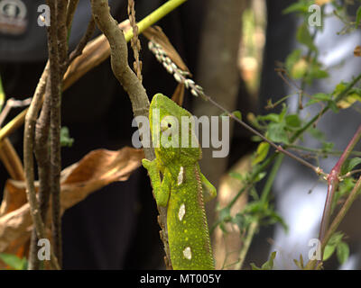 Malagasy Giant Chameleon (Furcifer oustaleti), in rainforest, Anja Community Reserve, Madagascar Stock Photo
