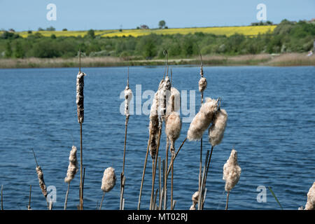 Common bulrush seed heads Stock Photo