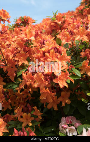 Orange azalea 'Mary Poppins' Stock Photo
