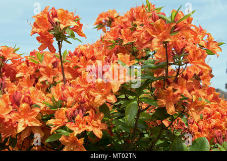 Orange azalea 'Mary Poppins' Stock Photo