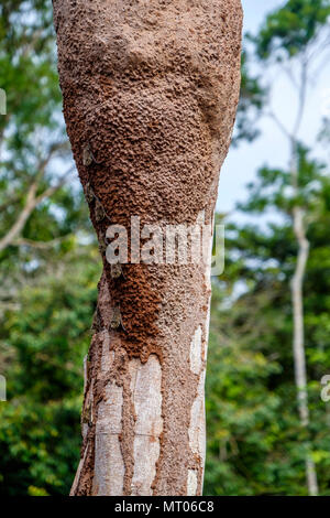 Colony of proboscis bats, rhynchonycteris naso, on side of a tree trunk in the Peruvian Amazon rainforest Stock Photo