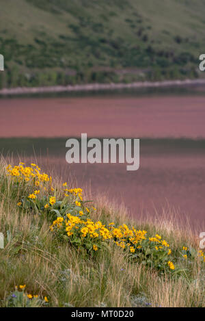 Arrowleaf balsamroot in bloom on a glacial moraine along Wallowa Lake, Oregon. Stock Photo