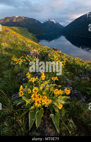 Arrowleaf balsamroot in bloom on a glacial moraine along Wallowa Lake, Oregon. Stock Photo