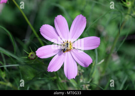 Bee on the Flower Cosmos of gently lilac color on a green vegetable background it is horizontal. Close up. Macro.  Family asteraceae Stock Photo