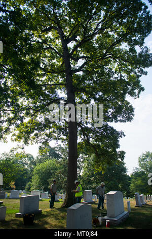 Micah Lichtenwalner, Matthew Knauss, and Stephen Paepke of Joshua Tree Professional Tree and Lawn Care help install a lightning protection system in a large oak tree in Section 30 of Arlington National Cemetery, Arlington, Va., July 17, 2017.  During the National Association of Landscape Professionals’ 21th annual Renewal and Remembrance, about 10 large oak trees in four separate sections received lightning protection systems.  (U.S. Army photo by Elizabeth Fraser / Arlington National Cemetery / released) Stock Photo