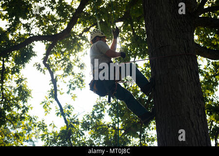 Stephen Paeke, Joshua Tree Professional Tree and Lawn Care, helps install a lightning protection system in a large oak tree in Section 30 of Arlington National Cemetery, Arlington, Va., July 17, 2017.  During the National Association of Landscape Professionals’ 21th annual Renewal and Remembrance, about 10 large oak trees in four separate sections received lightning protection systems.  (U.S. Army photo by Elizabeth Fraser / Arlington National Cemetery / released) Stock Photo