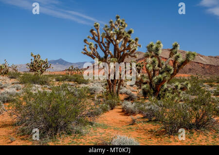 Joshua Tree and Creosote Community in Gold Butte National Monument Stock Photo