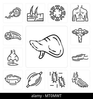 Set Of 13 simple editable icons such as Human Liver, Foot Bones, Three Bacteria, Muscle, Lips, Toe, Nostril, Uterus, Muscle Fiber can be used for mobi Stock Vector