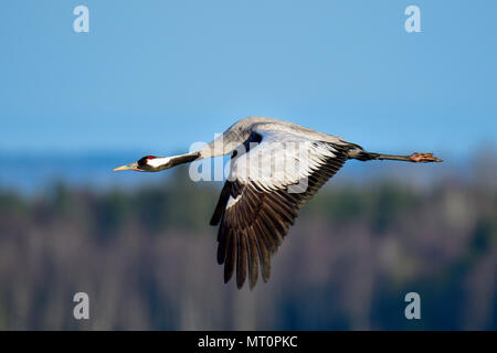 Eurasian crane in full swing Stock Photo