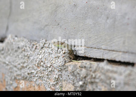 Italian wall lizard bright green and close up crawling through a crack in a wall Latin name podarcis sicula muralis in Italy in springtime Stock Photo