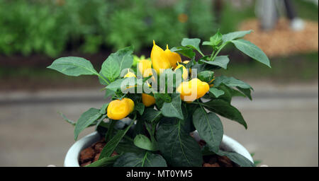 Pepper Lemon Dream, compact pepper short-listed for Plant of the Year, RHS Chelsea Flower Show 2018 Stock Photo