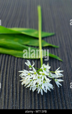 Leafs and bloom of wild garlic are lying on a grey background. Stock Photo