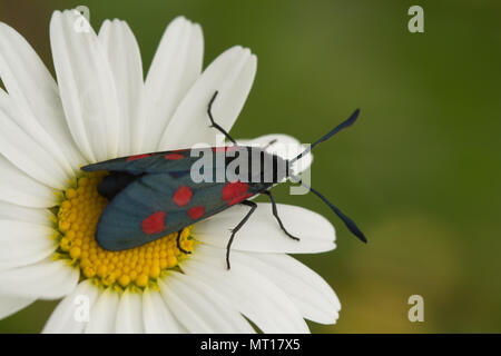 Five-spot burnet moth (Zygaena trifolii) on an ox-eye daisy (Leucanthemum vulgare) in chalk downland habitat at Denbies Hillside, Surrey, UK Stock Photo