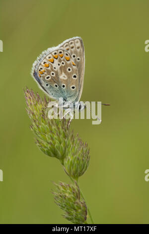 Common blue butterfly (Polyommatus Icarus) resting with closed wings on grass at Denbies Hillside in Surrey, UK Stock Photo