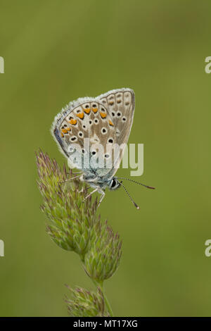 Common blue butterfly (Polyommatus Icarus) resting with closed wings on grass at Denbies Hillside in Surrey, UK Stock Photo