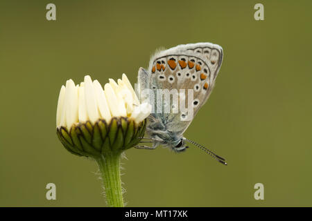 Common blue butterfly (Polyommatus Icarus) resting with closed wings on an ox-eye daisy at Denbies Hillside in Surrey, UK Stock Photo