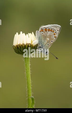 Common blue butterfly (Polyommatus Icarus) resting with closed wings on an ox-eye daisy at Denbies Hillside in Surrey, UK Stock Photo