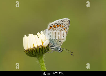 Common blue butterfly (Polyommatus Icarus) resting with closed wings on an ox-eye daisy at Denbies Hillside in Surrey, UK Stock Photo