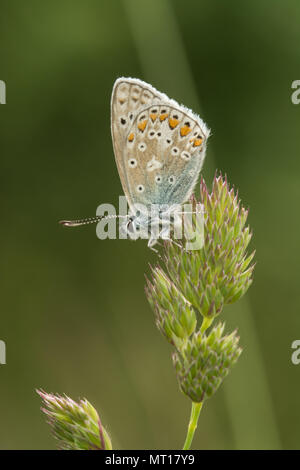 Common blue butterfly (Polyommatus Icarus) resting with closed wings on grass at Denbies Hillside in Surrey, UK Stock Photo