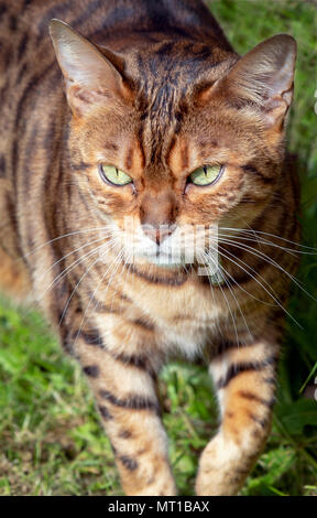 Female Bengal cross cat looking towards camera Stock Photo