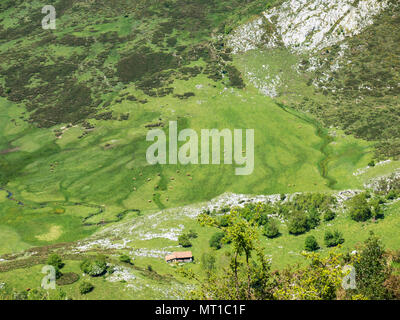 Green idyllic pasture in the Picos de Europa national park, Spain, Asturias. Cows on the mountain meadow. Stock Photo