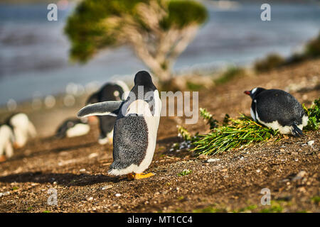 The colony of penguins on the island in the Beagle Canal. Argentine Patagonia. Ushuaia Stock Photo