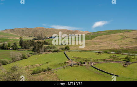 Sheep and lambs in welsh mountain farm Stock Photo