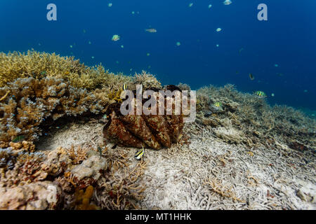 closeup of zigzag pattern of  mouth of giant clam on coral reef Stock Photo