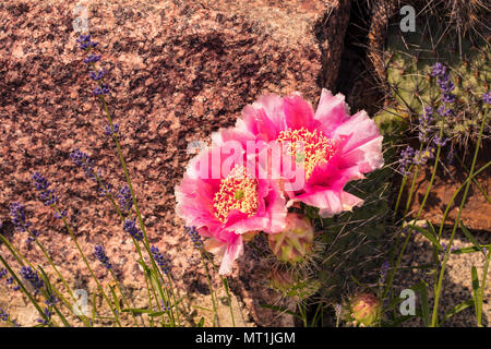 Opuntia phaeacantha blossomed in pink colors with lavender against a stone