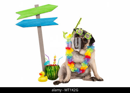 cute smart pug puppy dog sitting down with watermelon cocktail, wearing hawaiian flower garland, goggles and snorkel, next to wooden signpost with arr Stock Photo