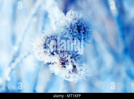 burdock plant seeds covered with white shiny frost crystals in winter Christmas Park Stock Photo