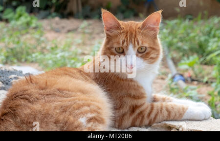A resident ginger cat at the Revakli Ev Guest house, Dipkarpaz, Northern Cyprus Stock Photo