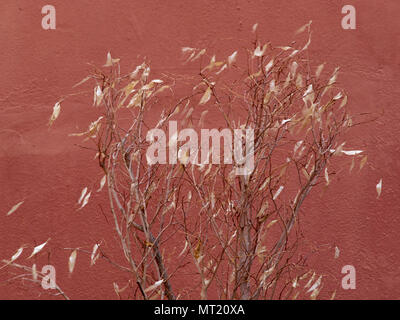Thin dry tree with white dry shiny leaves against a red wall background, interior walls. Stock Photo